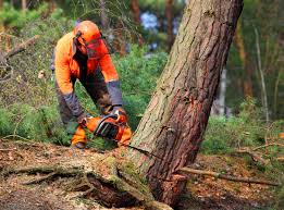 How Our Tree Care Process Works  in  Olympia, SC